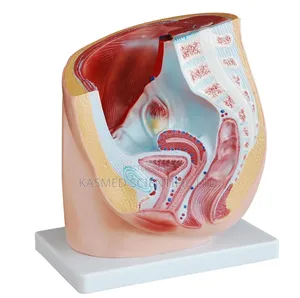 Nursing Female Pelvic Anatomy Manikin Model Medical Laboratory