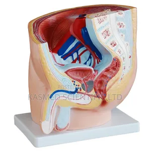 Nursing Male Pelvic Anatomy Manikin Model Medical Laboratory