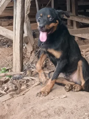 3-6 months Male Purebred Rottweiler