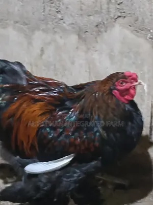 Golden Laced Brahma
