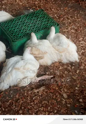 RIO'S FARM Life Chicken and Processed Chicken for Sale
