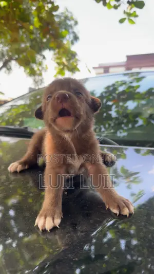 0-1 month Female Mixed Breed German Shepherd
