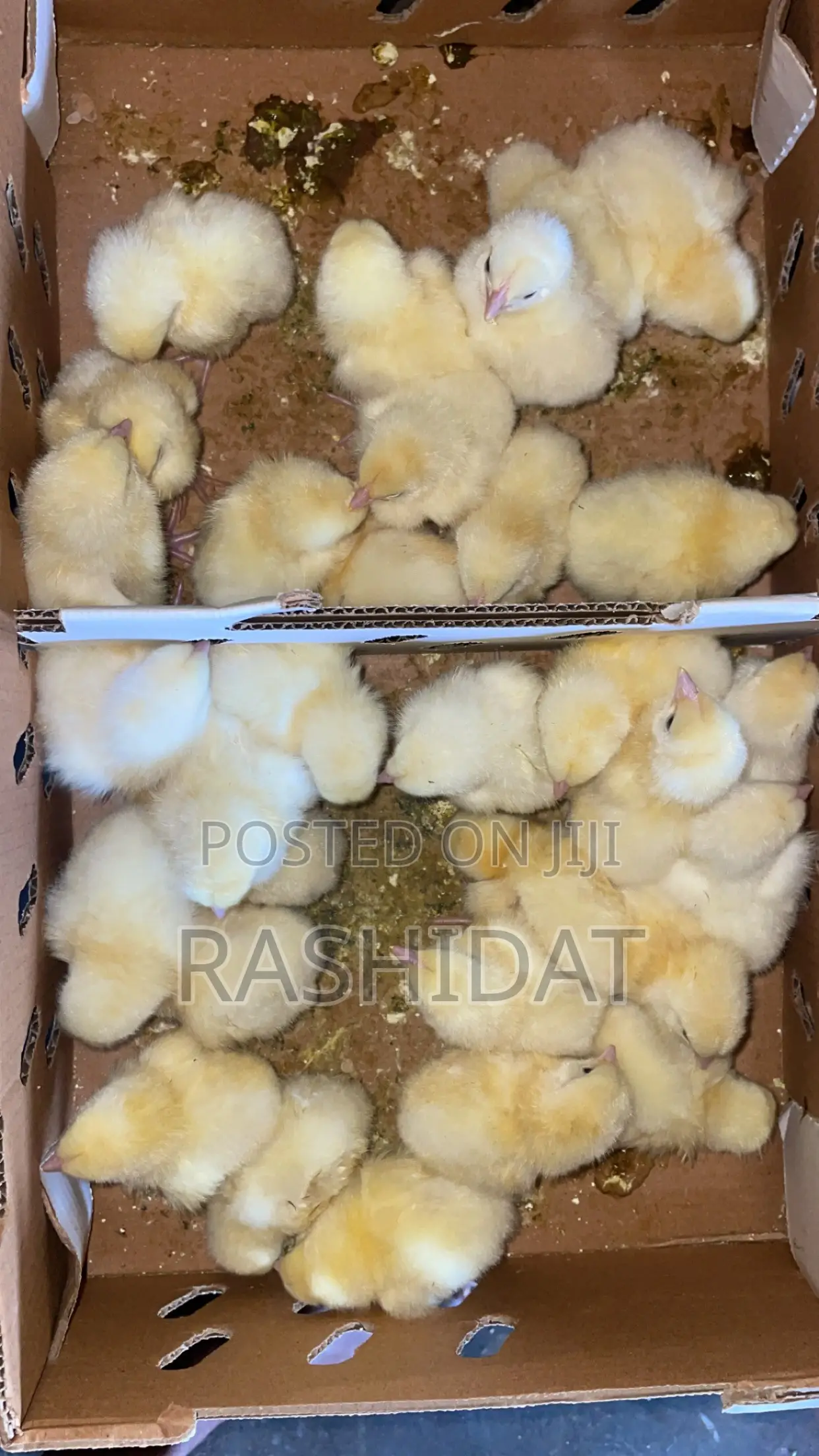 Broiler Chicks