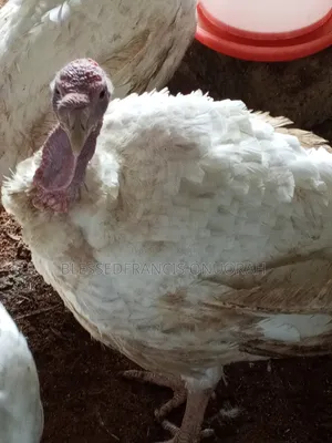 Turkey Available