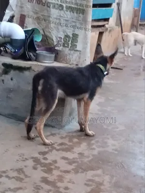 3-6 months Male Purebred German Shepherd
