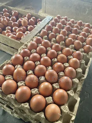 Crates of Eggs