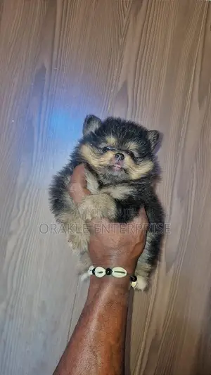 1-3 months Male Purebred Pomeranian