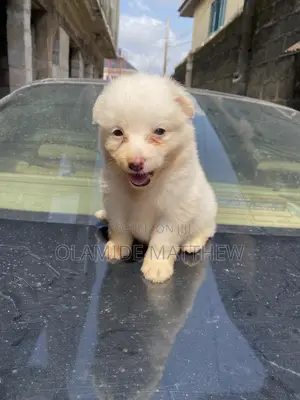 1-3 months Female Purebred American Eskimo