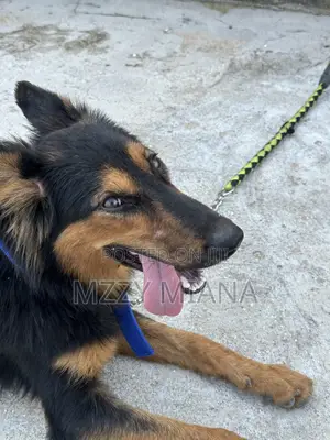 6-12 months Male Purebred German Shepherd