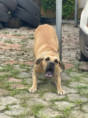 1+ year Female Purebred Boerboel