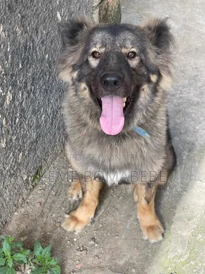 1+ year Female Purebred Caucasian Shepherd