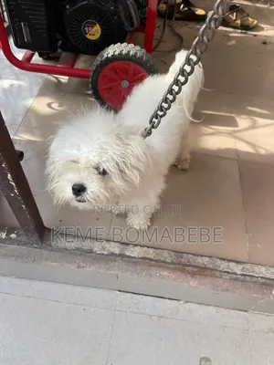 1+ year Female Purebred Lhasa Apso