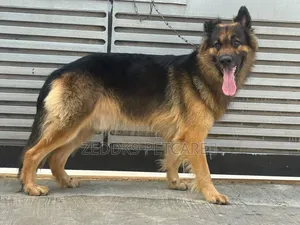 1+ year Male Purebred German Shepherd