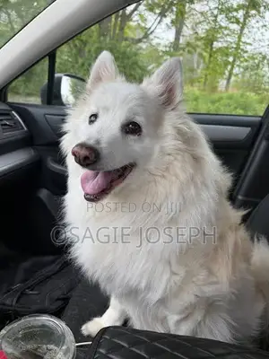6-12 months Male Purebred American Eskimo