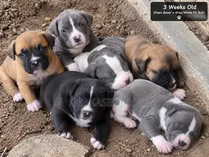 0-1 month Male Mixed Breed Boxer