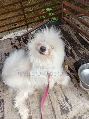 1+ year Female Purebred Lhasa Apso