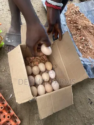 Fertilized Noiler Eggs