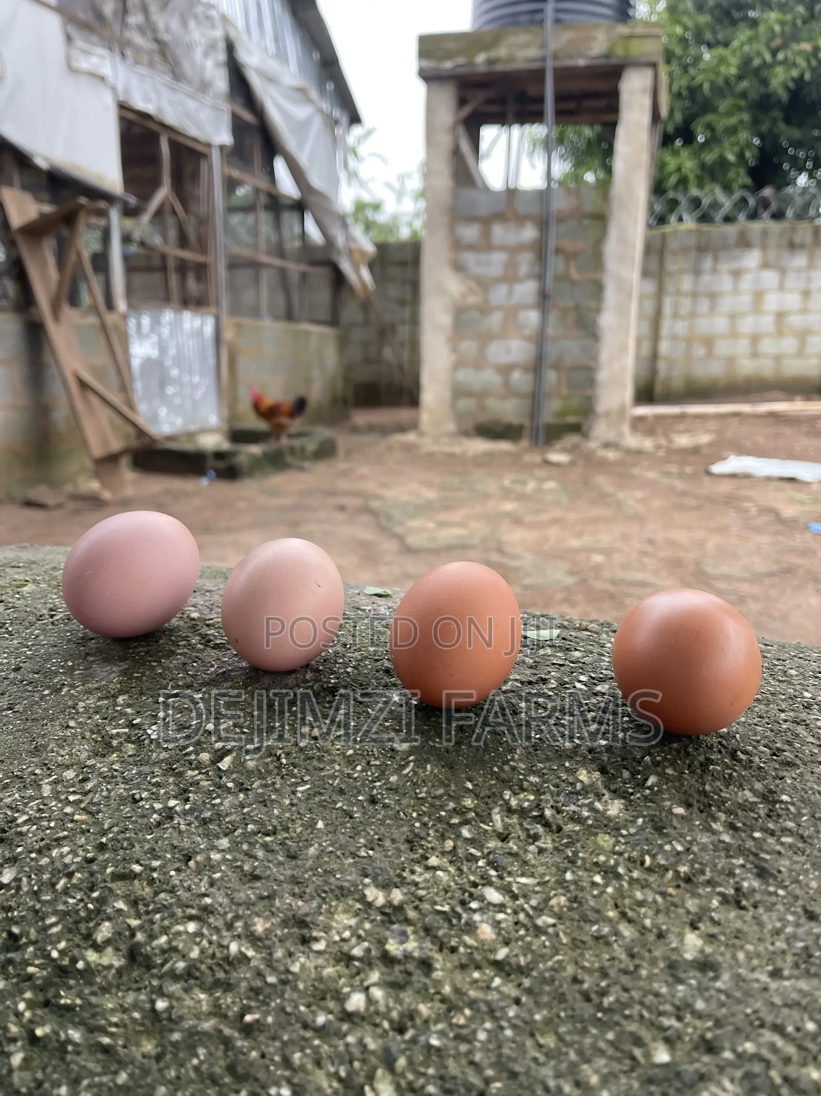 Fertilized Noiler Eggs