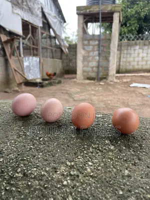 Fertilized Noiler Eggs