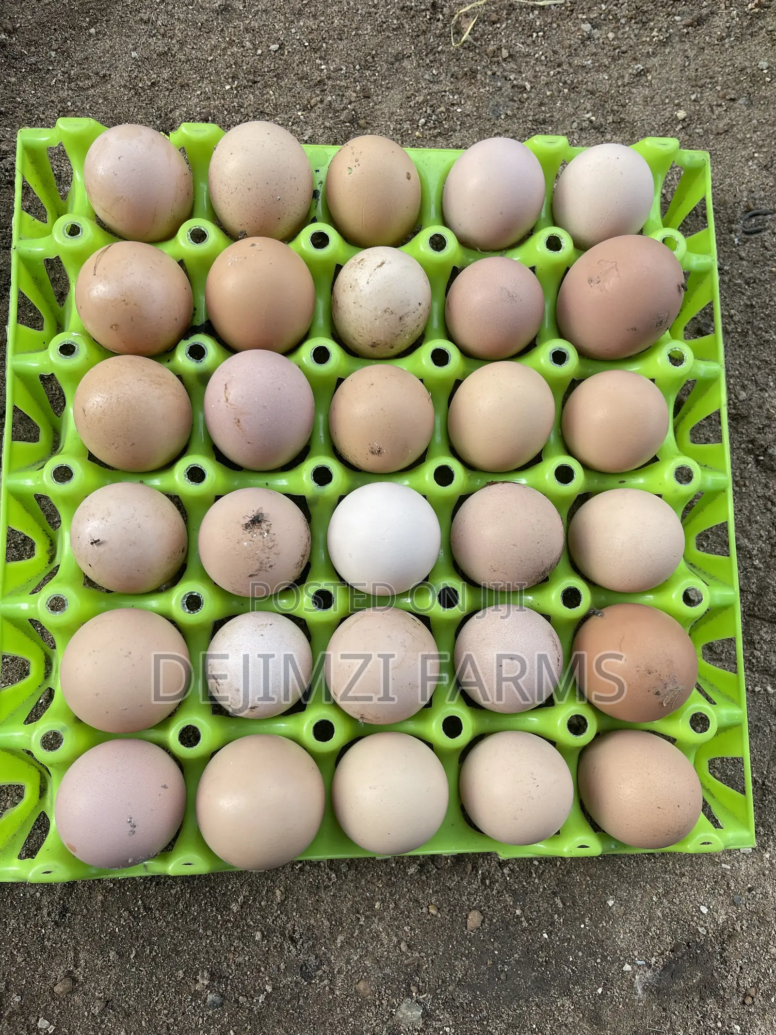 Fertilized Noiler Eggs