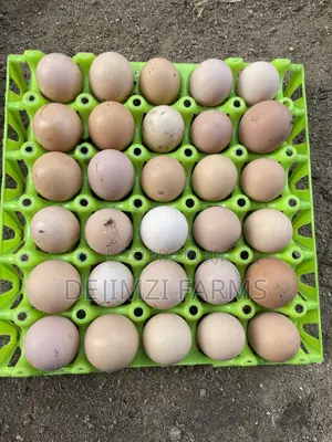 Fertilized Noiler Eggs