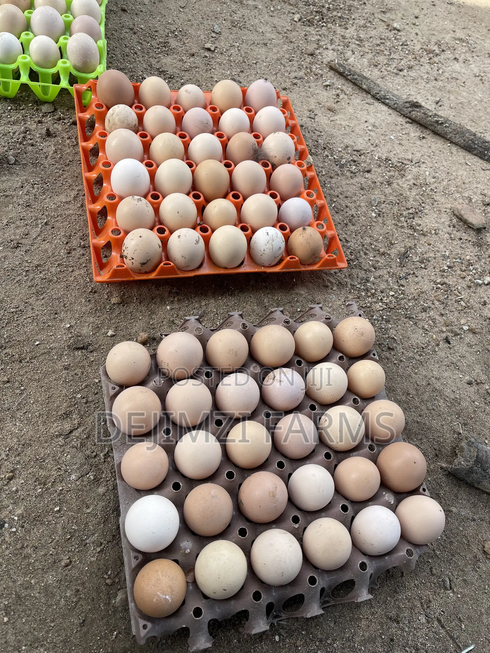 Fertilized Noiler Eggs