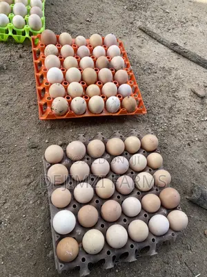 Fertilized Noiler Eggs