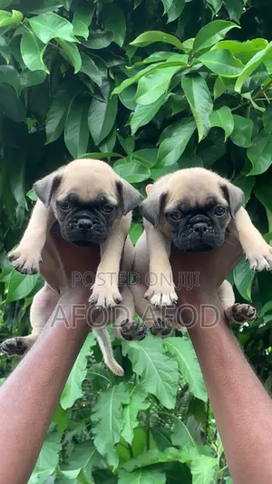 1-3 months Female Purebred Pug