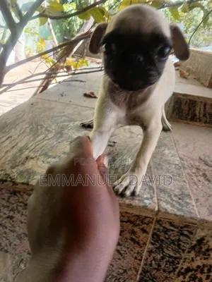 1-3 months Male Purebred Pug