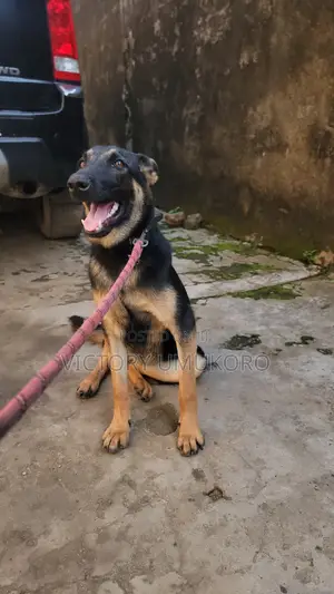 6-12 months Female Purebred German Shepherd