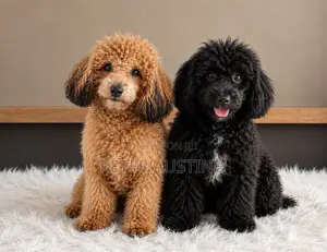 3-6 months Male Purebred Poodle