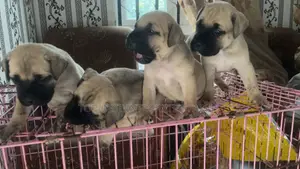 1-3 months Female Purebred Boerboel
