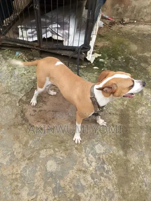 6-12 months Female Purebred American Pit Bull Terrier