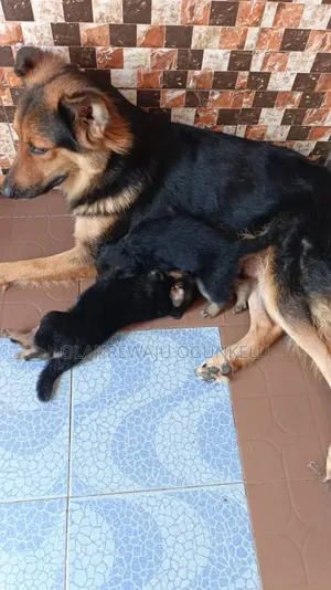 1-3 months Male Purebred German Shepherd