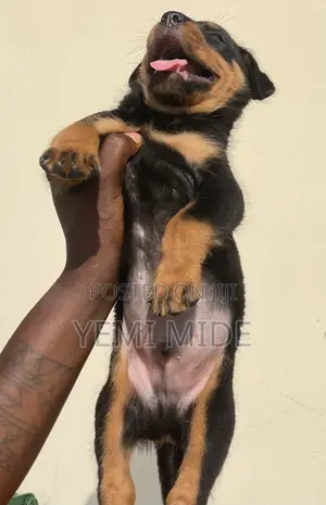 0-1 month Male Purebred Rottweiler