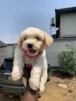 1-3 months Female Purebred Lhasa Apso