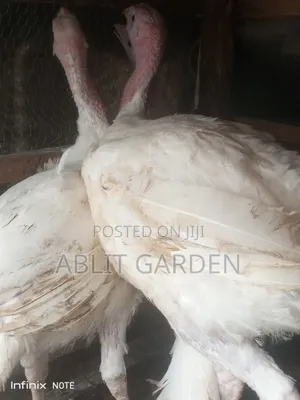 Imported Turkey