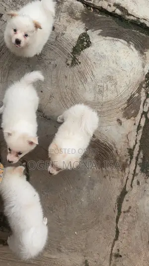 1-3 months Male Purebred American Eskimo