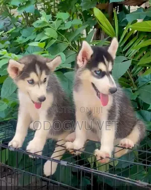 1-3 months Male Purebred Siberian Husky