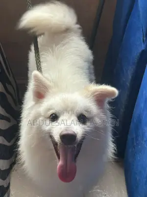 1+ year Male Purebred American Eskimo