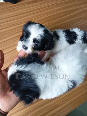 1-3 months Female Purebred Lhasa Apso