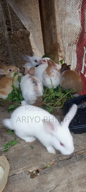 Weaner Rabbits Available