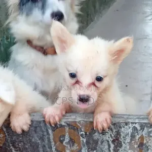 1-3 months Female Purebred American Eskimo