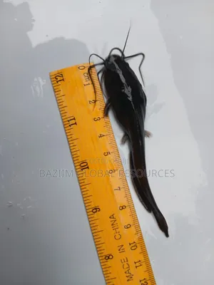 Post Fingerlings and Juvenile