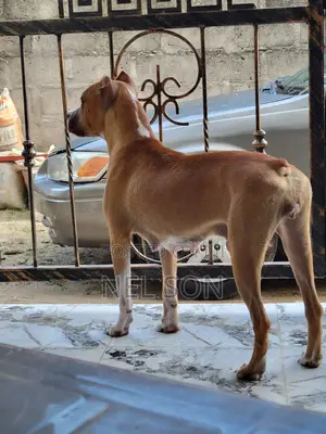 1+ year Female Purebred American Pit Bull Terrier