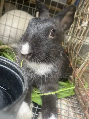 Matured Healthy New Zealand Mix,Dutch Rabbits for Sale