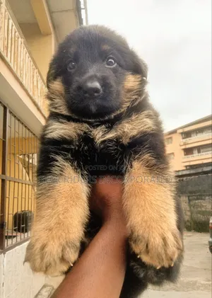 1-3 months Female Purebred German Shepherd