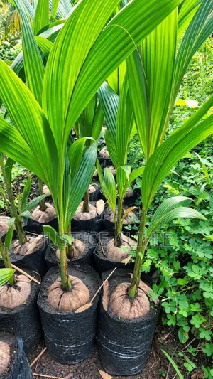 Agricultural Seedlings