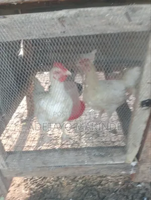 Turkey in Sizes