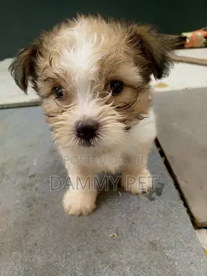 Pet Boarding at Affordable Daily Rates